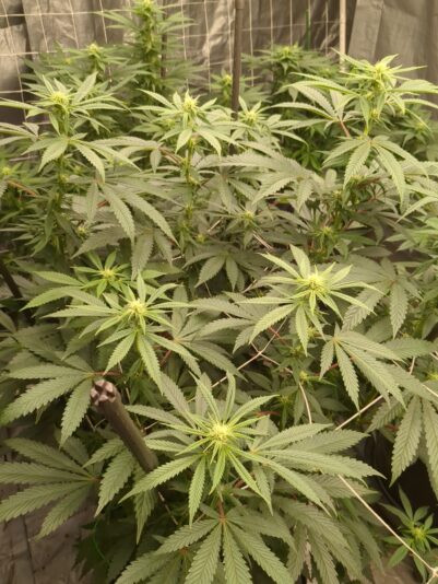 a9cae03b-7b98-4f1f-933a-b2f5d4c6e120