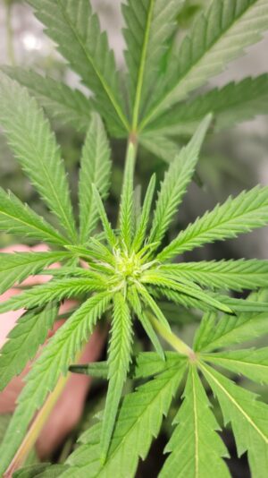 676f4177-241a-46da-a275-f07797b184c9