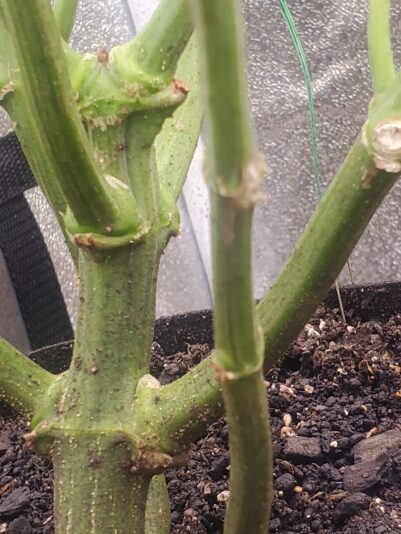 17402276174172913063085506544470