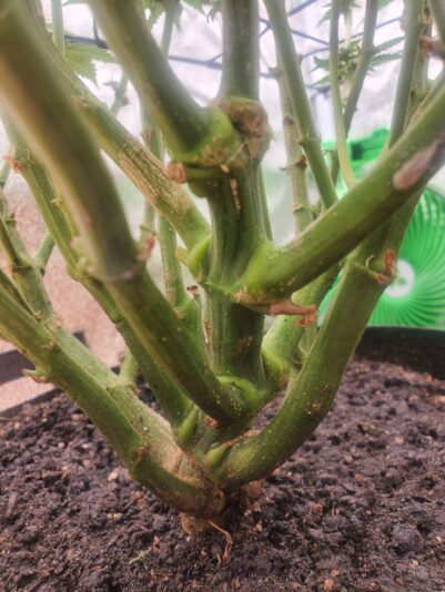 17402276508556118408643652978613