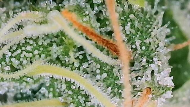 3ba3f180-bfec-48b6-93b0-fc8acf50891c