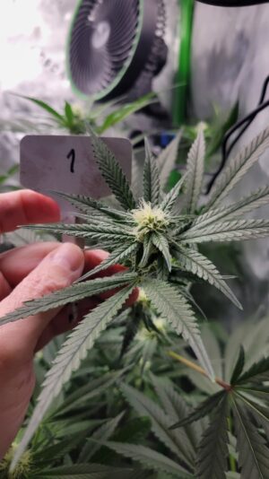 033b2f97-e2e6-4c07-9de0-9c0b97a6ef03