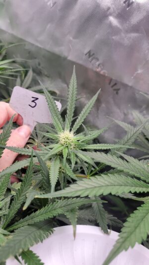 21cb1d46-dd04-443f-b084-0d5a45728ae0