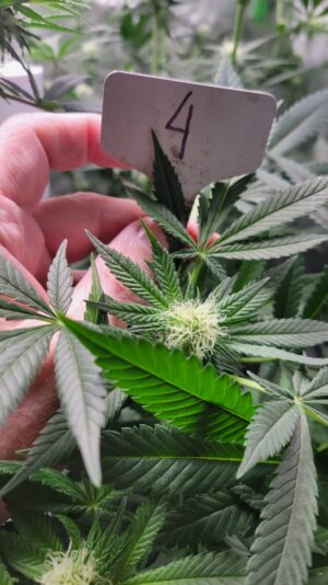 eb09ebf3-9aa9-4c75-a3a0-30e2cd40d98c