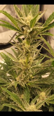 62fbb221-fdd3-460a-a7ec-1c19fdd09adf