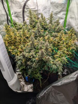 87d3e308-b01c-46fa-8f29-13434ed9b950