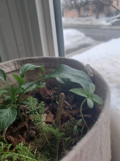 17412902042665808667965280722115