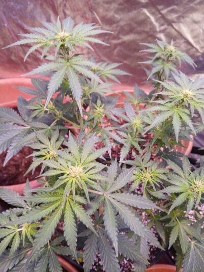 504ce296-a4a4-46d1-a700-dd7529a79eb0