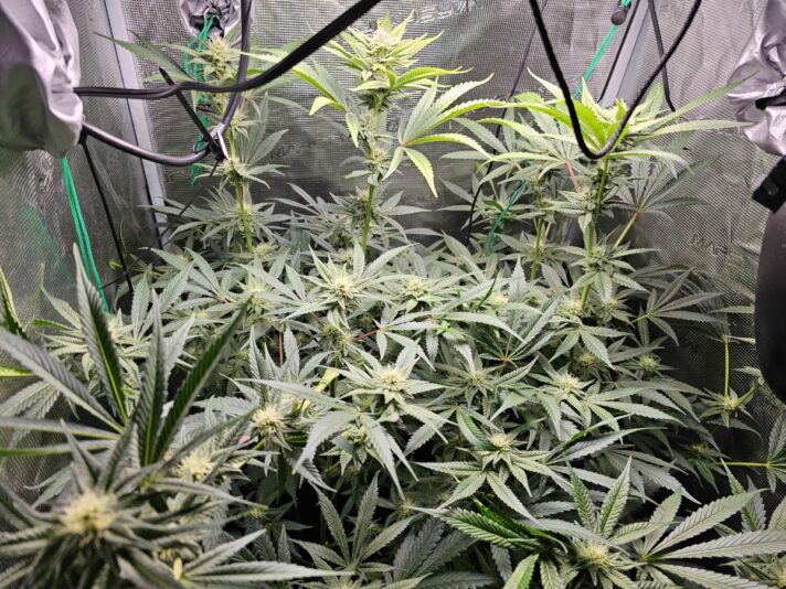 a5cb69aa-110d-47d7-828f-13ac1a196b49