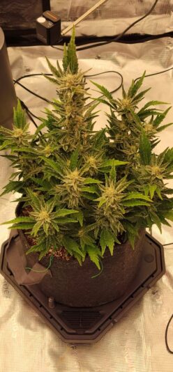 dcd0bc9c-0c61-4897-a3ac-ed87bef01683