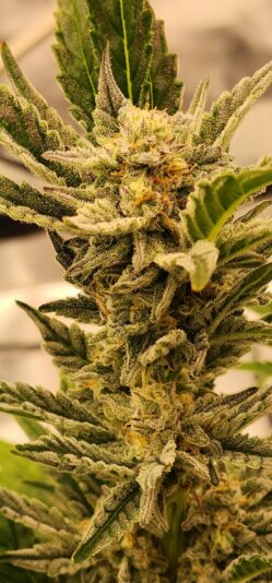 674d072d-2663-4c95-9219-905692247d21