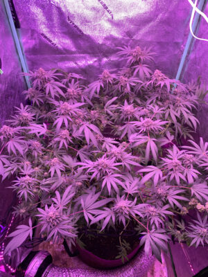 95751D7B-B907-43A2-80A5-0F9B2B47F4B6