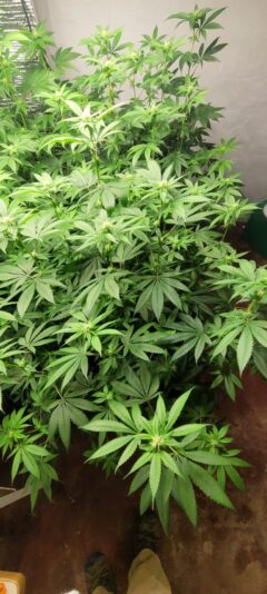 ec59c507-eb60-43ba-9c65-fce854b3b31c