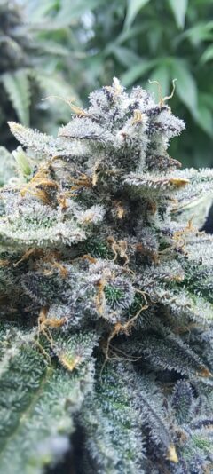 7f847f82-e51e-4513-a5bc-02547a3bf421