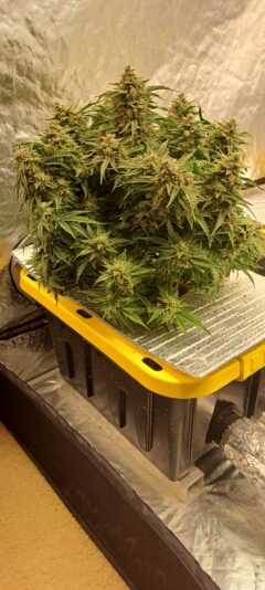 d1a717d2-f88e-48e2-88b5-0ab5f0f0c9b5