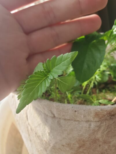 17418992350044572806787473532553