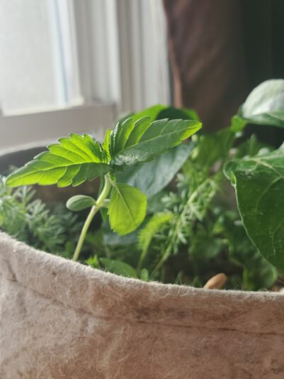 17418992713276181356440024268005