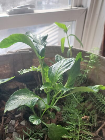 17418993170247879239973841213632