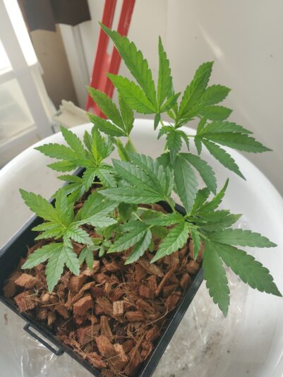 17418998294997965487463526034095