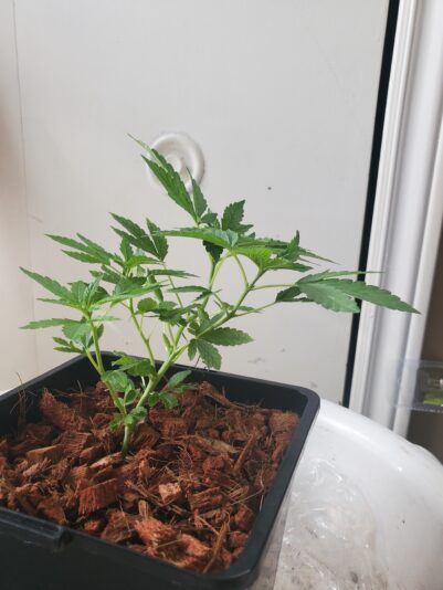 17418998721697881493938733371041