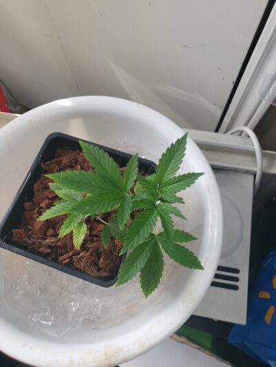 1741899940188486726224749243587