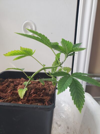 17418999537302313837375951518730