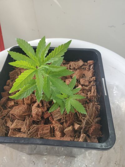 17419000078632617228114684809882