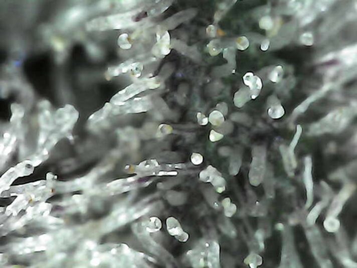 Photo_2025-03-16 02_55_00_457