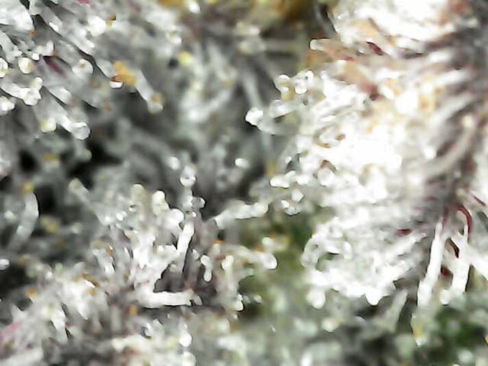 Photo_2025-03-15 03_05_49_593