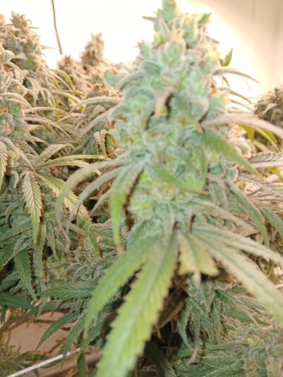 b546174b-4dd4-4c50-8f8c-1ed73130d00a