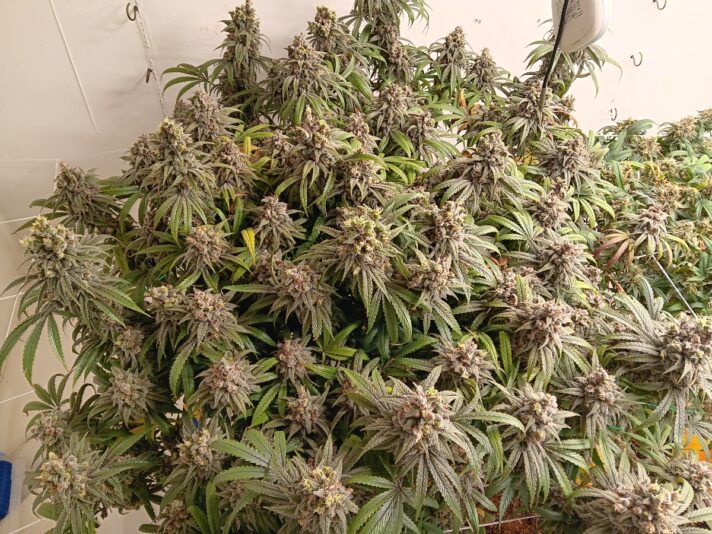 b2ae615c-59c1-4440-9d62-fa22217919ae