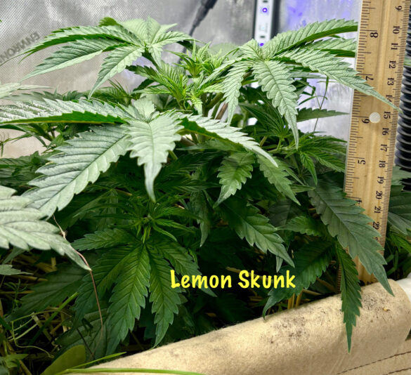 98EBCBB2-0891-4A79-94CB-38EFF9490423