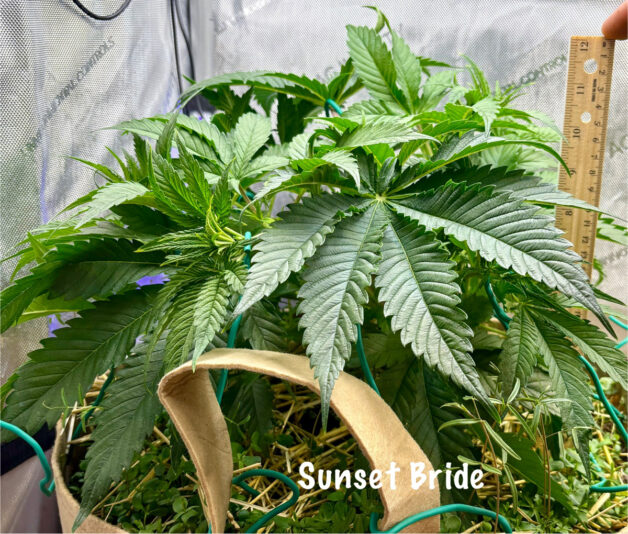 4A874557-456F-4279-BDA8-B568A7A188E8