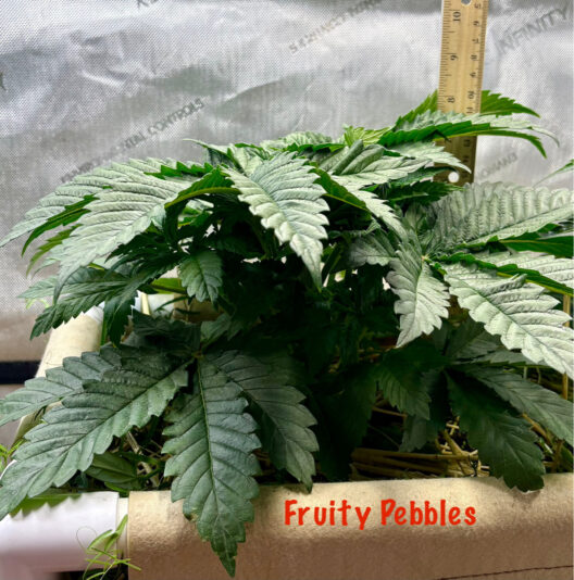 C9EABD24-4323-49EA-9065-9823B092206D