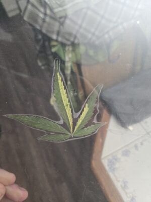 5ae342d8-19e5-4969-9635-3f98a7731ddd