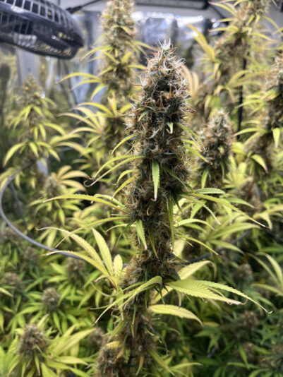 875A545C-DE90-418B-B02D-2CA833E82ABF