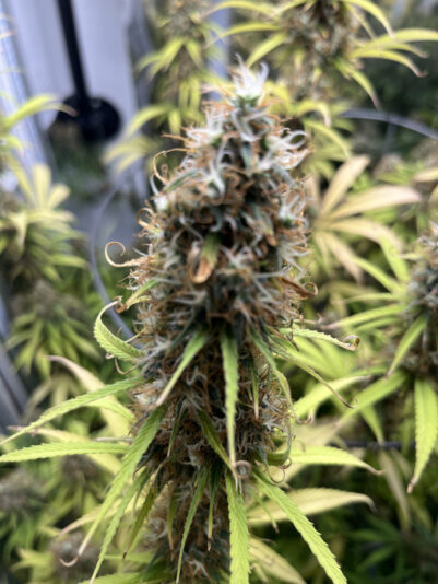 A2A309EA-CF65-42E4-BA62-777956F97E89