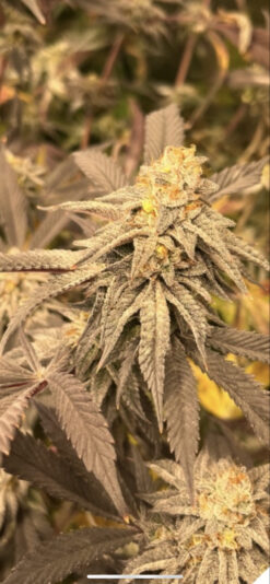 7E4319FE-4E49-4879-8C71-F1705DE66F83