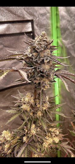 E40814CB-81D0-4F1E-A160-1CB69067A314