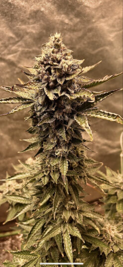 C98AC6E5-F636-407A-AB8F-05B8218DED45