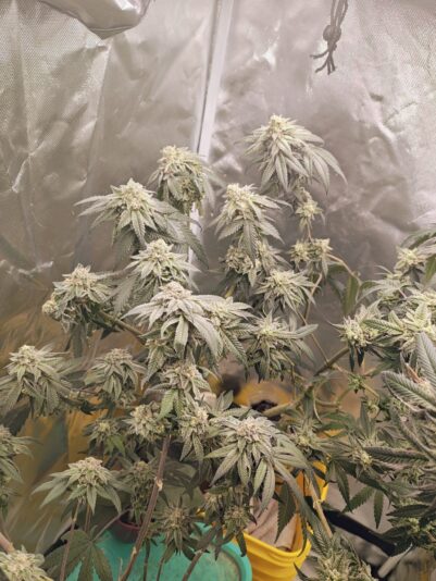 914322b6-7902-4e9c-a908-1f953dc0512c