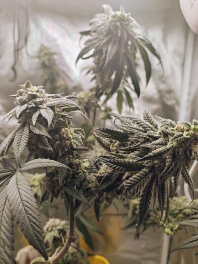 f61fc6aa-f89f-467b-9395-1e05dbc75241