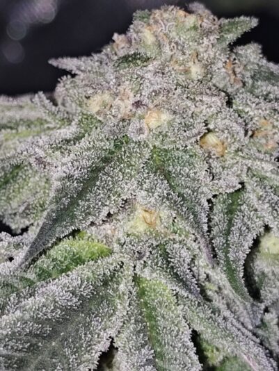 ad938b0d-c5f0-4b91-8037-07be1da5f2ad