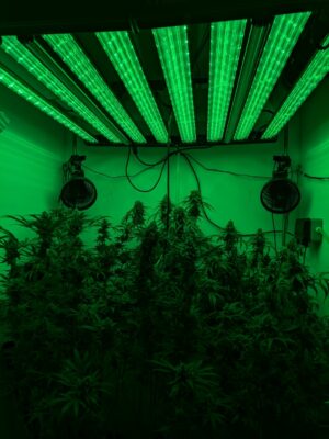 b12d7786-3566-4660-ba54-44e674f5759f