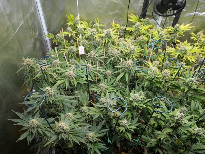 PXL_20250228_050804314.MP