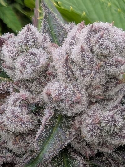 PXL_20250302_051746866