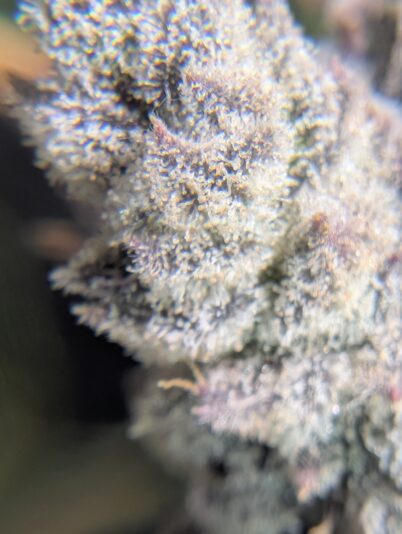 PXL_20250316_061055550