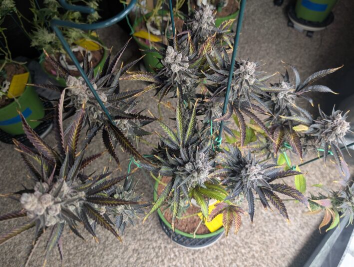 PXL_20250316_060940161