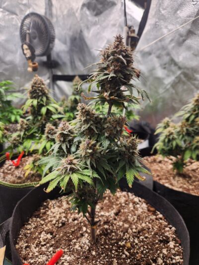 178db2c2-9d54-49c3-b8e5-1ae33db68d69