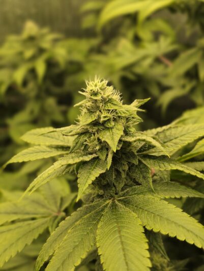 a1639528-8829-49dd-9e20-d998ed740626